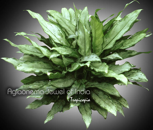 Aglaonema - Aglaonema 'Jewel of India' - Chinese Evergreen